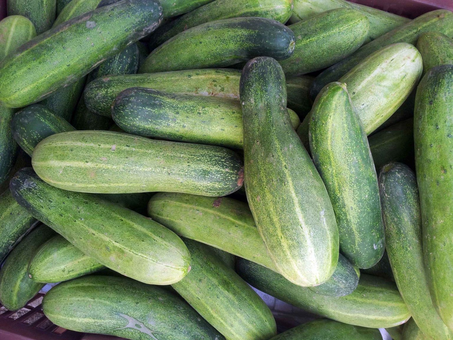 Extension of ShelfLife of Cucumber Fruit Ecozensolutions