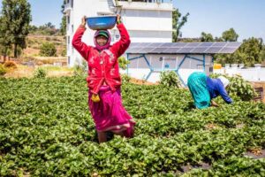 Strawberry farmers with ecofrost solar cold room in the background