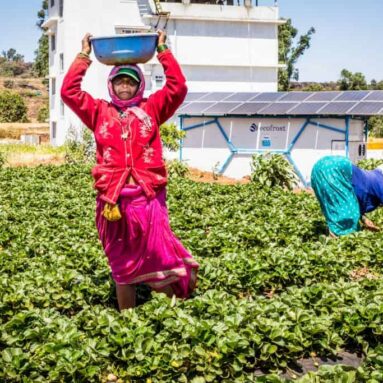 Strawberry farmers with ecofrost solar cold room in the background